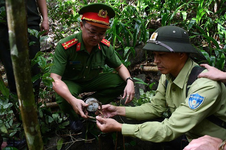 Gỡ bỏ nhiều bẫy động vật hoang dã ở Bán đảo Sơn Trà- Ảnh 2.