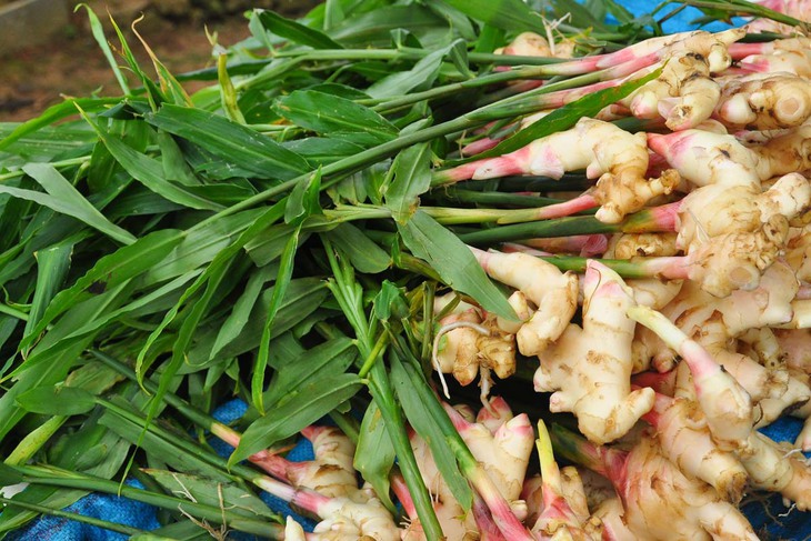 4 nhóm người tuyệt đối không nên ăn gừng - Ảnh 1. 4 nhóm người tuyệt đối không nên ăn gừng - Ảnh 1.