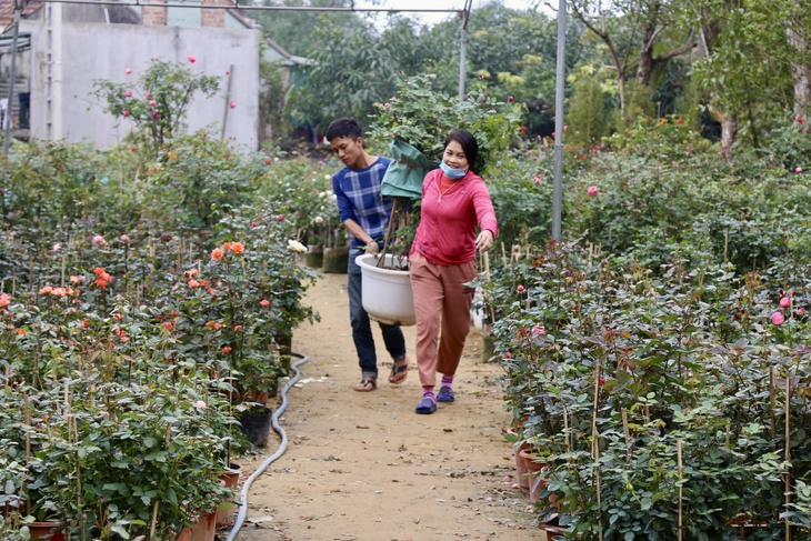 Làng hoa lớn nhất Nghệ An chong đèn xuyên đêm bước vào vụ hoa Tết- Ảnh 1.