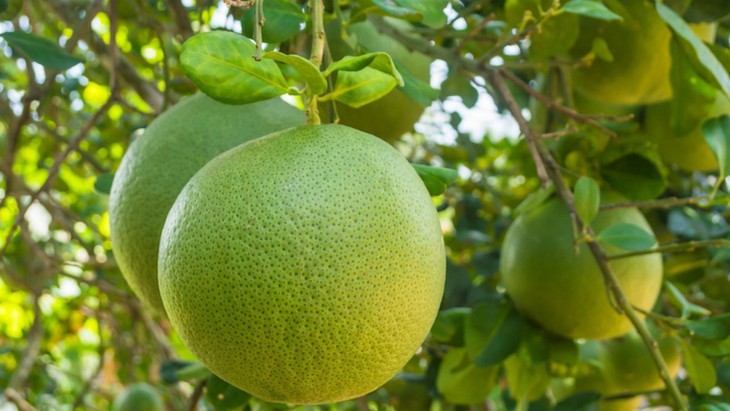 Ăn bưởi mỗi ngày có an toàn với người tăng huyết áp?- Ảnh 1.