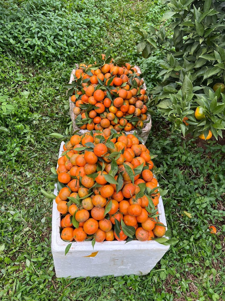 Hà Tĩnh nhân rộng mô hình sản xuất, giúp hàng nghìn hộ dân thoát nghèo bền vững- Ảnh 1. Hà Tĩnh nhân rộng mô hình sản xuất, giúp hàng nghìn hộ dân thoát nghèo bền vững- Ảnh 1.