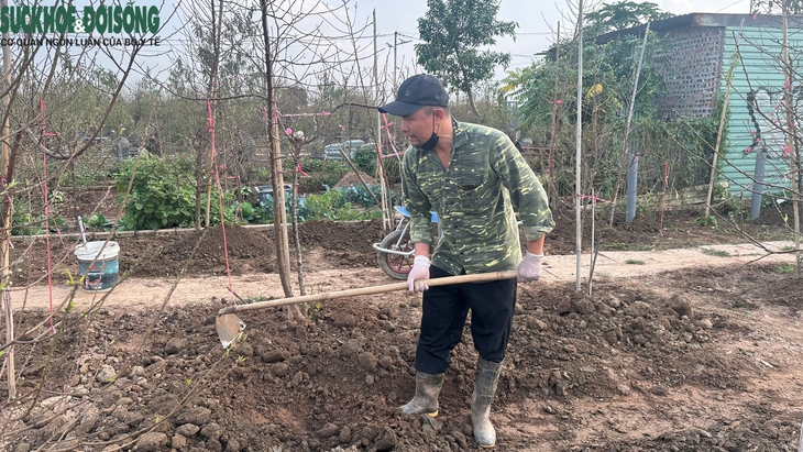 Vườn đào Nhật Tân, mùa 'canh Tết'- Ảnh 3.