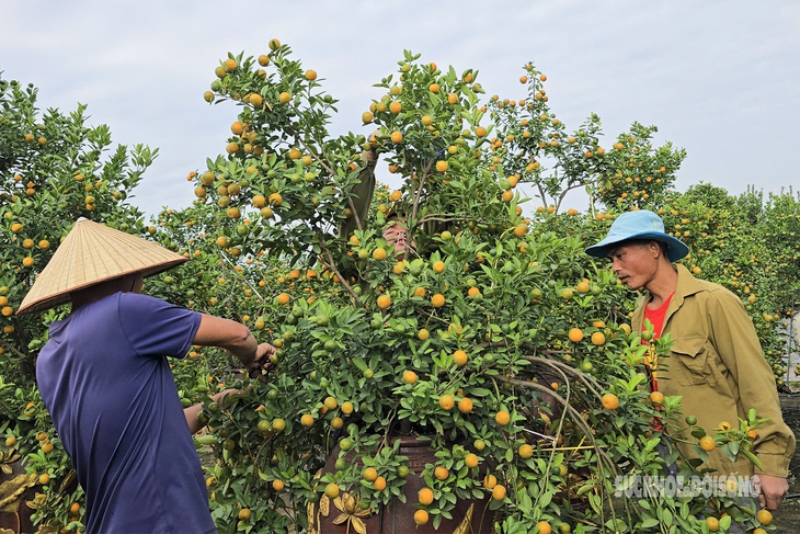 Người dân Tứ Liên hối hả đưa quất 'vào thế'- Ảnh 1.