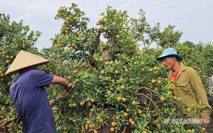 Vùng trồng quất lớn nhất xứ Thanh hồi sinh sau bão lũ- Ảnh 6.