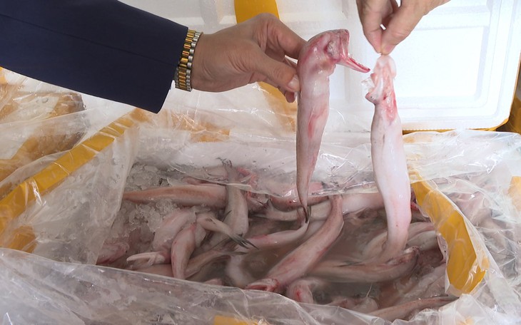 Phát hiện nhiều mẫu cá cháo chứa chất cấm tại các chợ dân sinh- Ảnh 2.