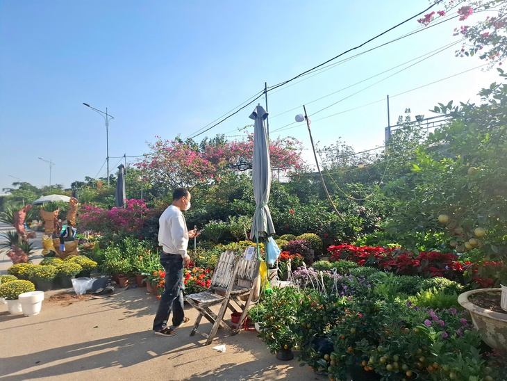 Cúc mâm xôi xuống phố đón Tết từ sớm, giá nhỉnh hơn mọi năm- Ảnh 3.