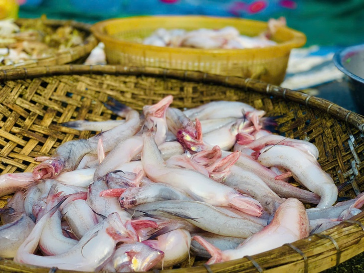 Phát hiện nhiều mẫu cá cháo chứa chất cấm tại các chợ dân sinh- Ảnh 1.