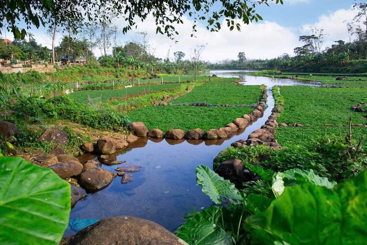 Loài rau 'sợ bẩn' sinh trưởng nhờ mạch nước của giếng cổ nghìn năm tuổi- Ảnh 1.