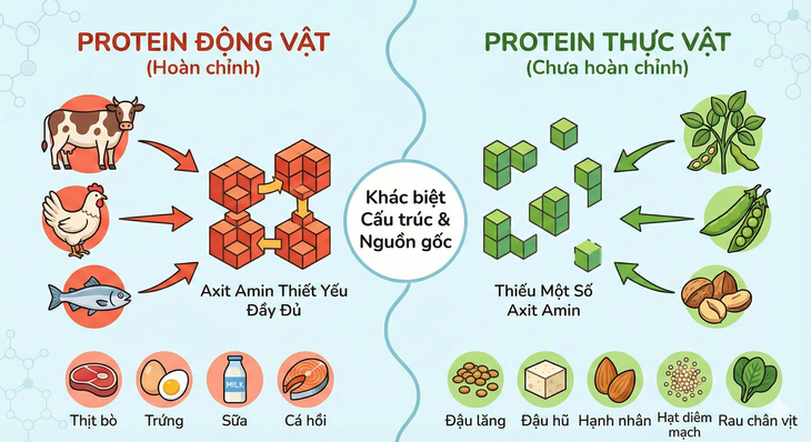 Protein động vật và protein thực vật - loại nào tốt hơn?- Ảnh 1.