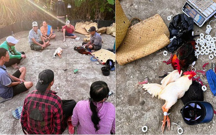 Đột kích bãi đất trống, bắt giữ 8 đối tượng tham gia đá gà ăn tiền- Ảnh 2.