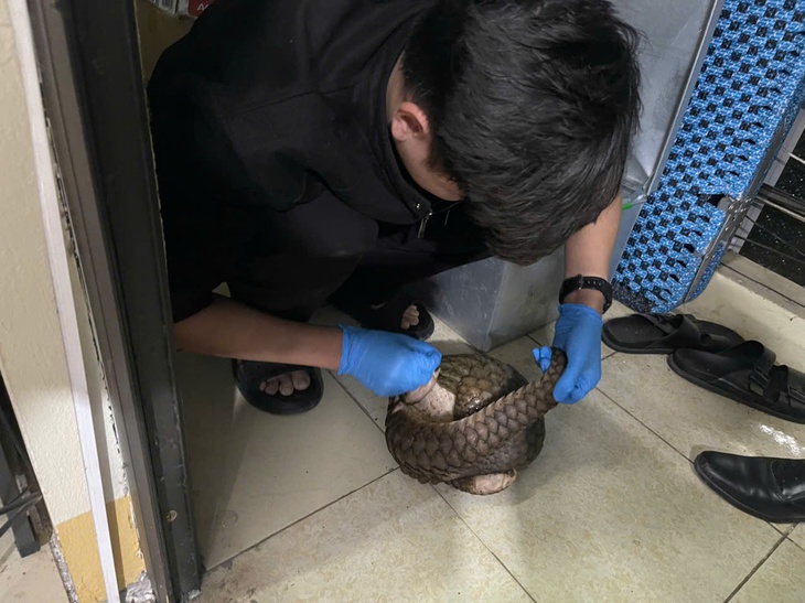 Giải cứu 12 cá thể động vật quý hiếm có nguy cơ tuyệt chủng- Ảnh 2. Giải cứu 12 cá thể động vật quý hiếm có nguy cơ tuyệt chủng- Ảnh 2.