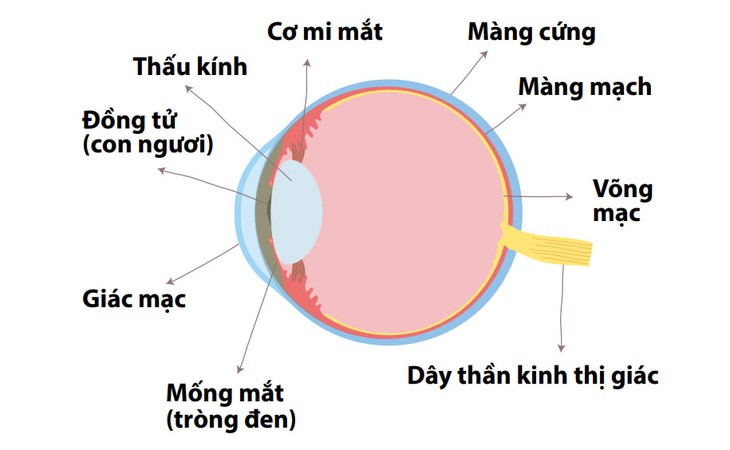 Làm gì khi bị trầy xước mắt?- Ảnh 1.