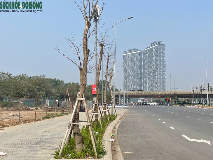 Hàng loạt cây xanh thiếu sức sống trên tuyến đường mới thông xe ở Hà Nội- Ảnh 2. Hàng loạt cây xanh thiếu sức sống trên tuyến đường mới thông xe ở Hà Nội- Ảnh 2.