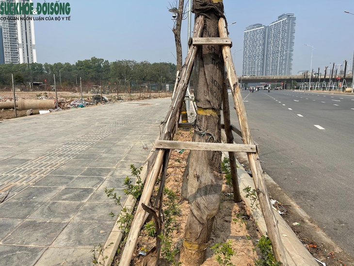 Hàng loạt cây xanh thiếu sức sống trên tuyến đường mới thông xe ở Hà Nội- Ảnh 4.
