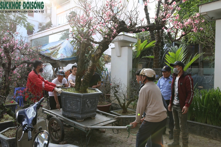 Xe ôm kiếm tiền triệu mỗi ngày nhờ chở thuê đào, quất sau Tết- Ảnh 1. Xe ôm kiếm tiền triệu mỗi ngày nhờ chở thuê đào, quất sau Tết- Ảnh 1.