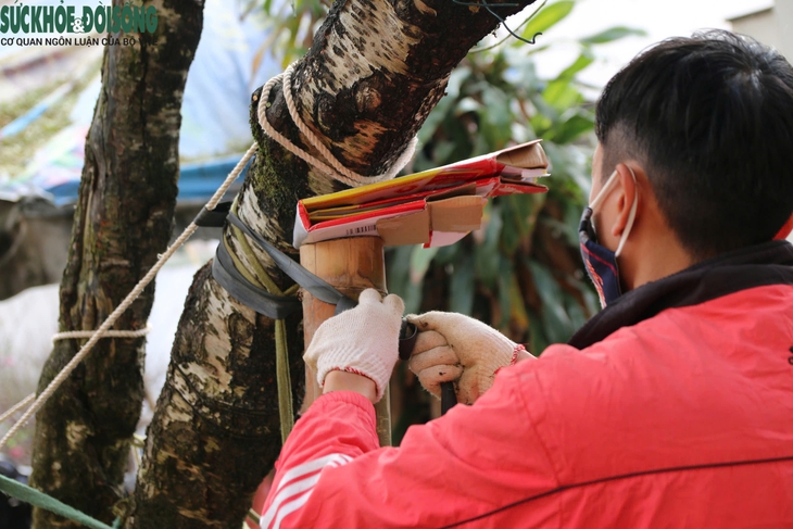 Xe ôm kiếm tiền triệu mỗi ngày nhờ chở thuê đào, quất sau Tết- Ảnh 4. Xe ôm kiếm tiền triệu mỗi ngày nhờ chở thuê đào, quất sau Tết- Ảnh 4.