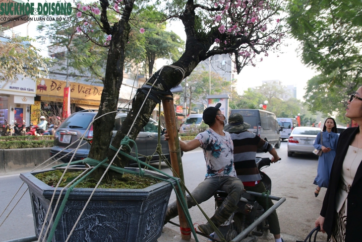 Xe ôm kiếm tiền triệu mỗi ngày nhờ chở thuê đào, quất sau Tết- Ảnh 5. Xe ôm kiếm tiền triệu mỗi ngày nhờ chở thuê đào, quất sau Tết- Ảnh 5.