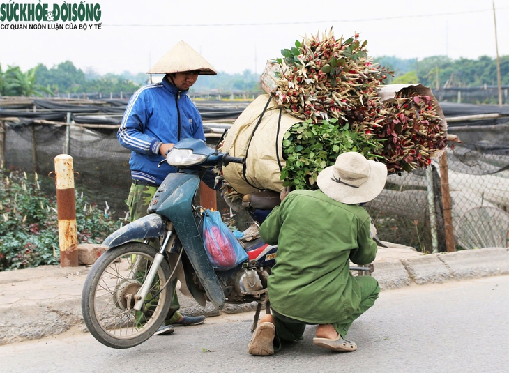 Xe ôm kiếm tiền triệu mỗi ngày nhờ chở thuê đào, quất sau Tết- Ảnh 7. Xe ôm kiếm tiền triệu mỗi ngày nhờ chở thuê đào, quất sau Tết- Ảnh 7.