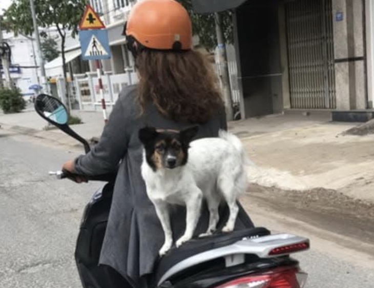 Đi xe máy chở theo chó, mèo có thể bị phạt đến 14 triệu đồng- Ảnh 1. Đi xe máy chở theo chó, mèo có thể bị phạt đến 14 triệu đồng- Ảnh 1.