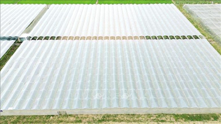 Trồng giống nho mới cho thu nhập từ khoảng 1,2 tỷ đồng/ha/năm- Ảnh 3. Trồng giống nho mới cho thu nhập từ khoảng 1,2 tỷ đồng/ha/năm- Ảnh 3.