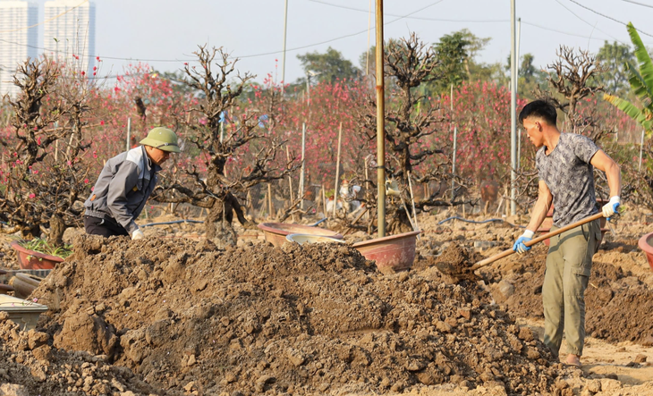Sau Tết Nguyên đán, đào cổ có giá hàng chục triệu đồng được thu gom trở lại vườn, bắt đầu hành trình hồi sinh- Ảnh 2. Sau Tết Nguyên đán, đào cổ có giá hàng chục triệu đồng được thu gom trở lại vườn, bắt đầu hành trình hồi sinh- Ảnh 2.