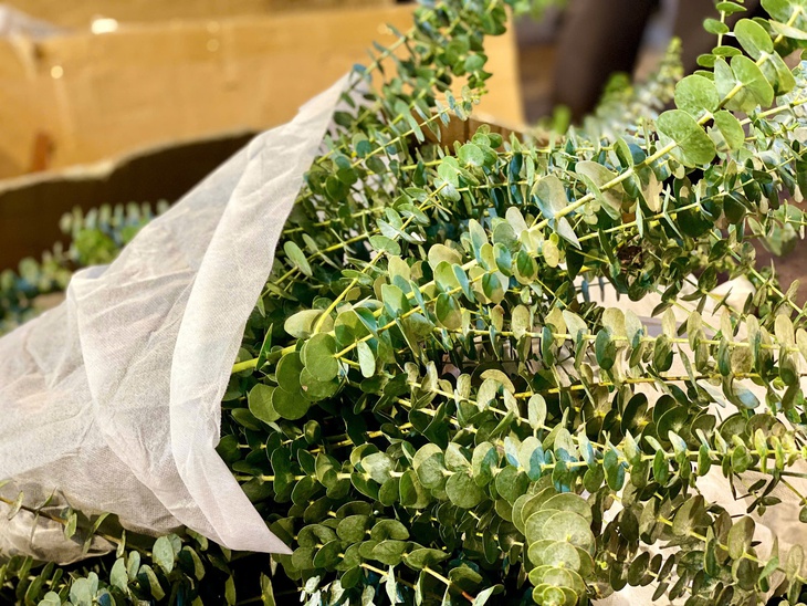 Thời tiết mưa nồm kéo dài, chị em thi nhau chia sẻ một loại lá giá rẻ giúp xua tan mùi ẩm mốc- Ảnh 4. Thời tiết mưa nồm kéo dài, chị em thi nhau chia sẻ một loại lá giá rẻ giúp xua tan mùi ẩm mốc- Ảnh 4.