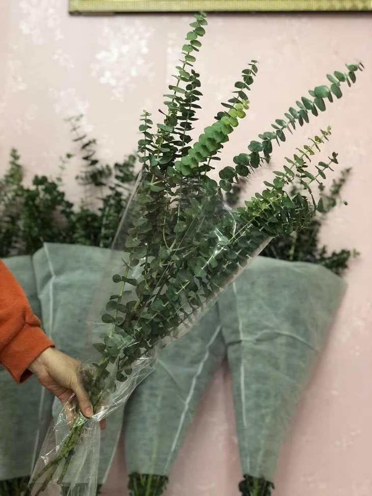 Thời tiết mưa nồm kéo dài, chị em thi nhau chia sẻ một loại lá giá rẻ giúp xua tan mùi ẩm mốc- Ảnh 3. Thời tiết mưa nồm kéo dài, chị em thi nhau chia sẻ một loại lá giá rẻ giúp xua tan mùi ẩm mốc- Ảnh 3.