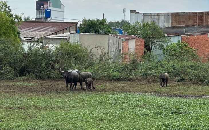 TP Hồ Chí Minh: Hai người đàn ông bị trâu húc bị thương do chọc ghẹo