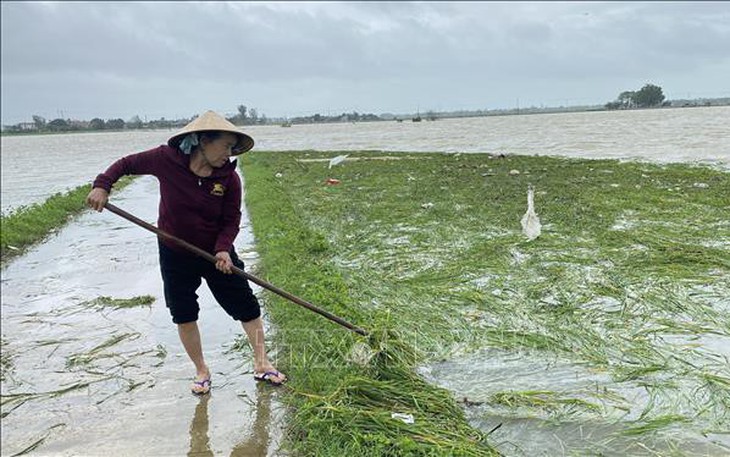Mưa lớn gây ngập úng nhiều diện tích lúa và hoa màu tại Phú Yên