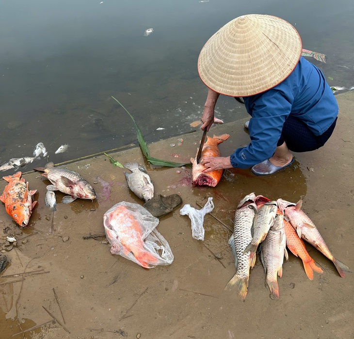 Thanh Hóa: Truy tìm nguyên nhân cá chết la liệt trên suối Cổ Đam- Ảnh 2. Thanh Hóa: Truy tìm nguyên nhân cá chết la liệt trên suối Cổ Đam- Ảnh 2.