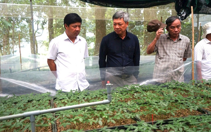 Phát triển cây dược liệu tại vùng đất cằn mang lại thu nhập cao gấp 2-3 lần so với lúa, ngô và một số loại cây màu khác- Ảnh 3.