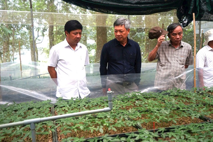 Chính phủ quyết đưa Quảng Nam trở thành trung tâm dược liệu với sâm Ngọc Linh là cây chủ lực- Ảnh 1.