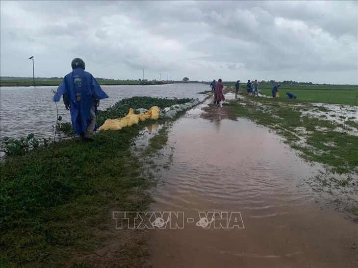 Hơn 2.700 ha lúa non ở Quảng Trị bị ảnh hưởng do mưa lớn kéo dài- Ảnh 1. Hơn 2.700 ha lúa non ở Quảng Trị bị ảnh hưởng do mưa lớn kéo dài- Ảnh 1.