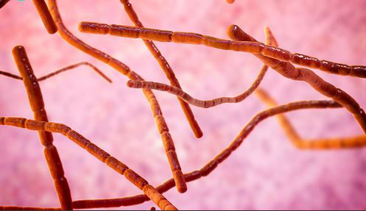 Bệnh do nocardia: Nguyên nhân, biểu hiện, cách điều trị và phòng bệnh- Ảnh 1. Bệnh do nocardia: Nguyên nhân, biểu hiện, cách điều trị và phòng bệnh- Ảnh 1.