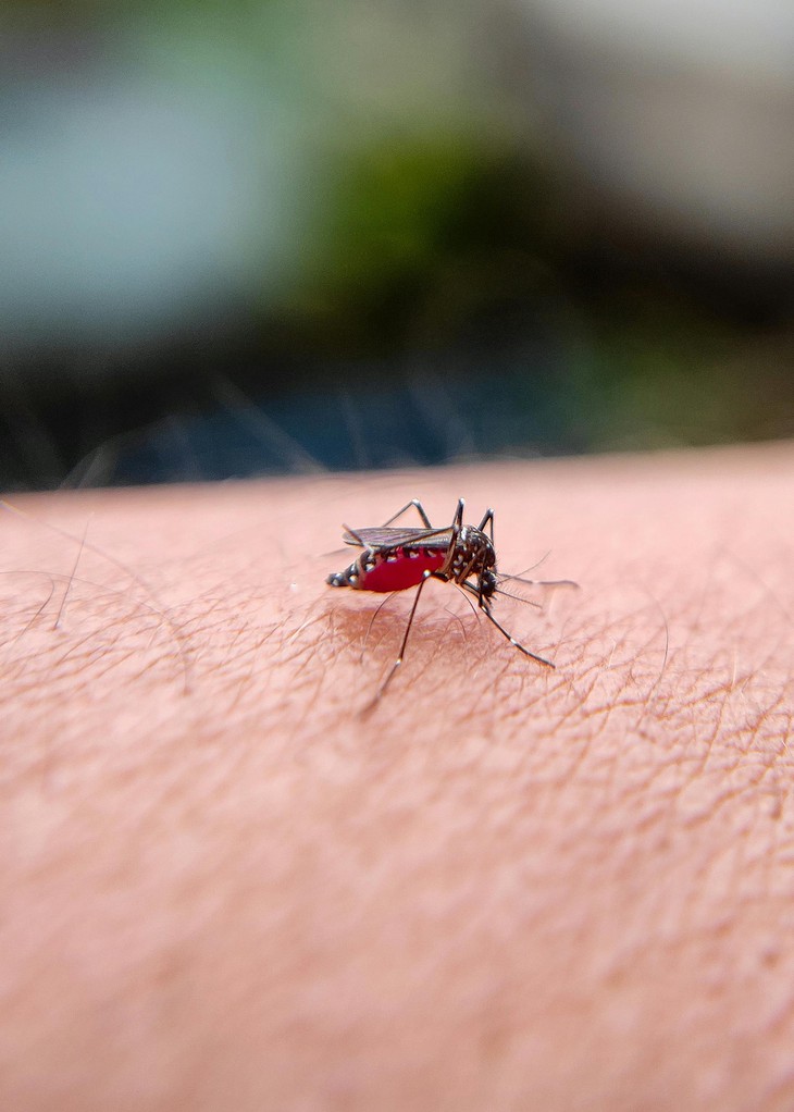 Đuổi muỗi vằn Aedes an toàn hơn với xịt muối sốt xuất huyết Diệp An Nhi- Ảnh 1. Đuổi muỗi vằn Aedes an toàn hơn với xịt muối sốt xuất huyết Diệp An Nhi- Ảnh 1.