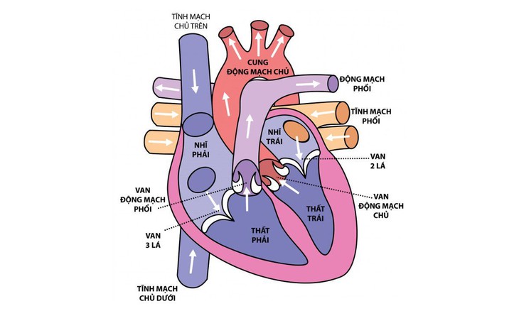 Hẹp động mạch phổi: Nguyên nhân, biểu hiện, cách điều trị và phòng bệnh- Ảnh 1. Hẹp động mạch phổi: Nguyên nhân, biểu hiện, cách điều trị và phòng bệnh- Ảnh 1.