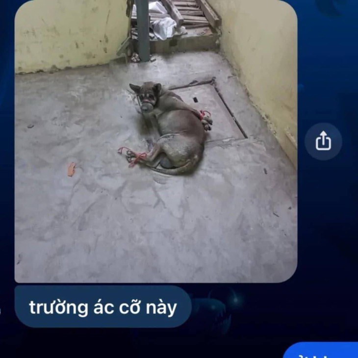 Thực hư vụ chú chó đi lạc, bảo vệ nhà trường đem đi làm thịt- Ảnh 1.