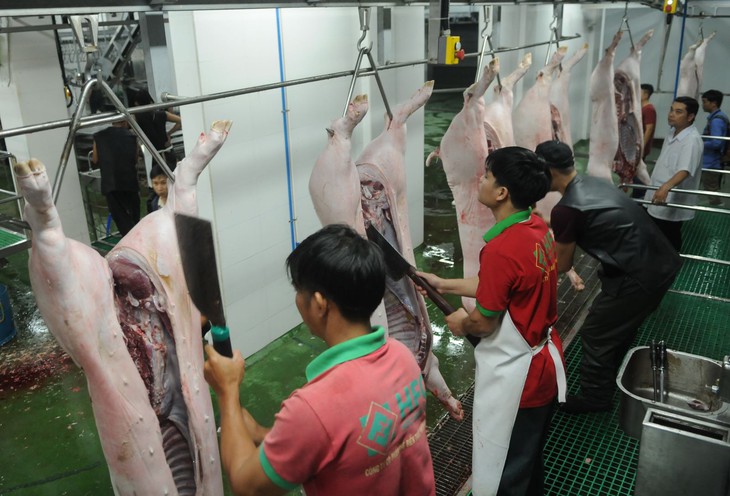 Giá lợn hơi tăng cao kỷ lục, nông dân e ngại tái đàn vì giá con giống đắt đỏ- Ảnh 2.