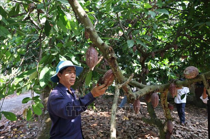 Người trồng phấn khởi vì giá ca cao tăng kỷ lục- Ảnh 3.