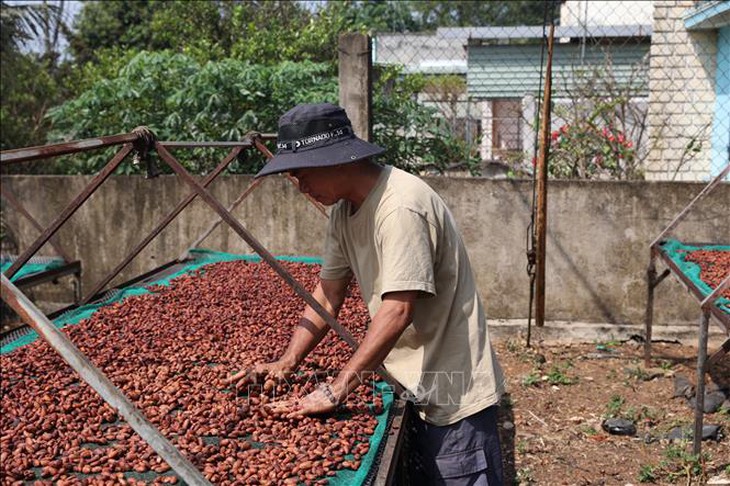 Người trồng phấn khởi vì giá ca cao tăng kỷ lục- Ảnh 2.