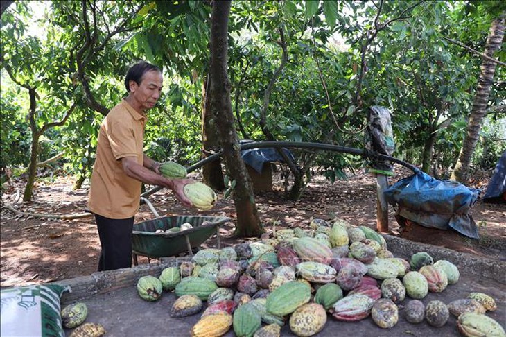 Người trồng phấn khởi vì giá ca cao tăng kỷ lục- Ảnh 1.