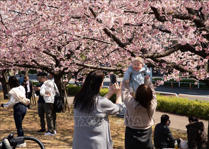 Nhật Bản: Thủ đô Tokyo chính thức bước vào mùa hoa anh đào rực rỡ- Ảnh 1.