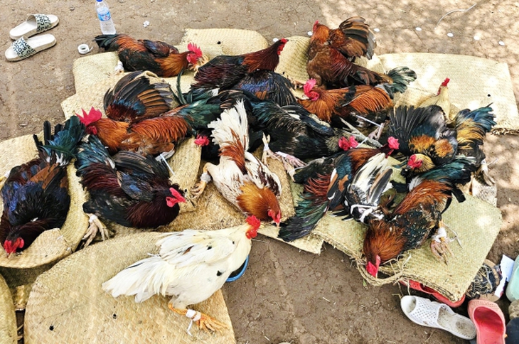 Đột kích 'trường gà' ven biển, bắt 10 đối tượng cùng nhiều tang vật- Ảnh 2.