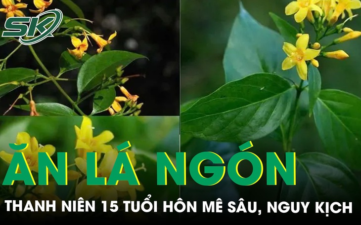 Cứu sống bệnh nhân hôn mê sâu, nguy kịch sau khi ăn lá ngón 