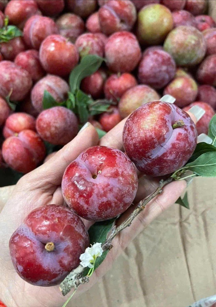 Mận đầu mùa giá đắt ngang trái cây nhập khẩu nhưng các chị em vẫn sẵn sàng 'mở ví'- Ảnh 5.