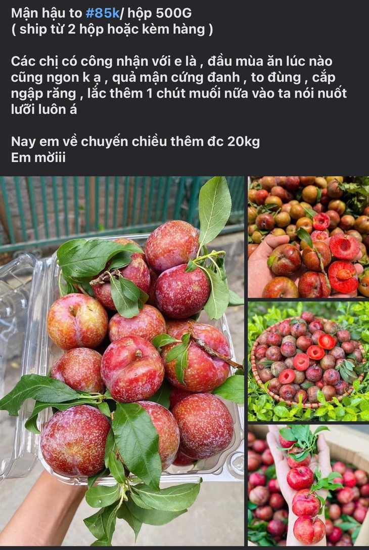 Mận đầu mùa giá đắt ngang trái cây nhập khẩu nhưng các chị em vẫn sẵn sàng 'mở ví'- Ảnh 3.