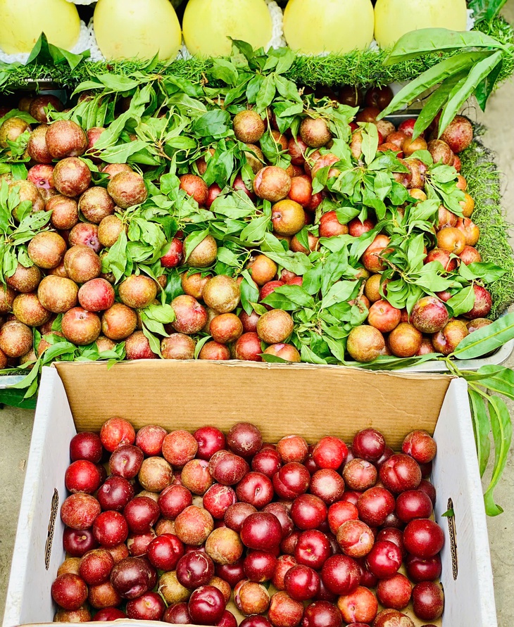Mận đầu mùa giá đắt ngang trái cây nhập khẩu nhưng các chị em vẫn sẵn sàng 'mở ví'- Ảnh 1.