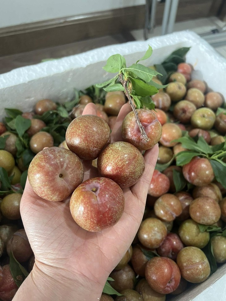 Mận đầu mùa giá đắt ngang trái cây nhập khẩu nhưng các chị em vẫn sẵn sàng 'mở ví'- Ảnh 6.