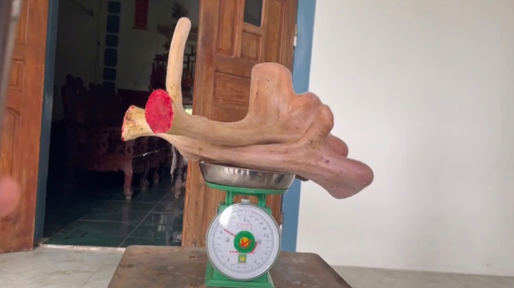 Hươu sao ở Hà Tĩnh cho cặp nhung 'khủng' nặng hơn 4kg- Ảnh 3.