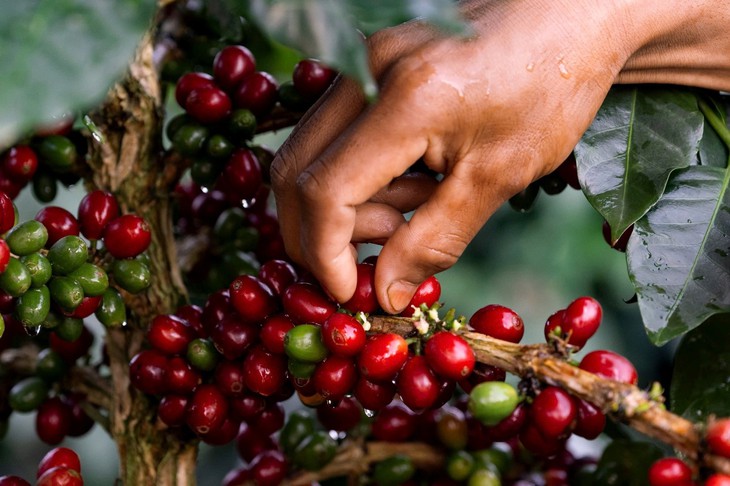 Trà Cascara: Biến 'phế phẩm' vỏ cà phê thành siêu phẩm trà- Ảnh 2. Trà Cascara: Biến 'phế phẩm' vỏ cà phê thành siêu phẩm trà- Ảnh 2.